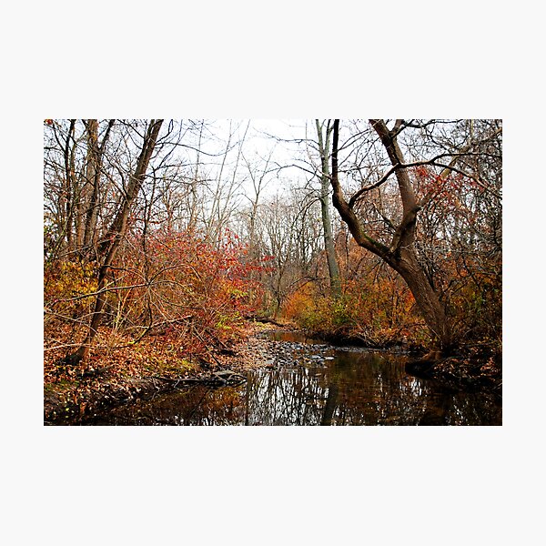After the First Frost Photographic Print