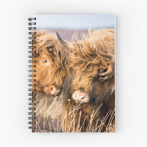 Item preview, Windswept Highland Cows designed and sold by Jane Stanley Photography.