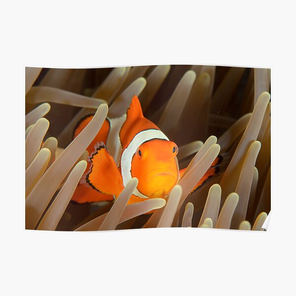 False Clown Anemonefish - Amphiprion ocellaris Poster
