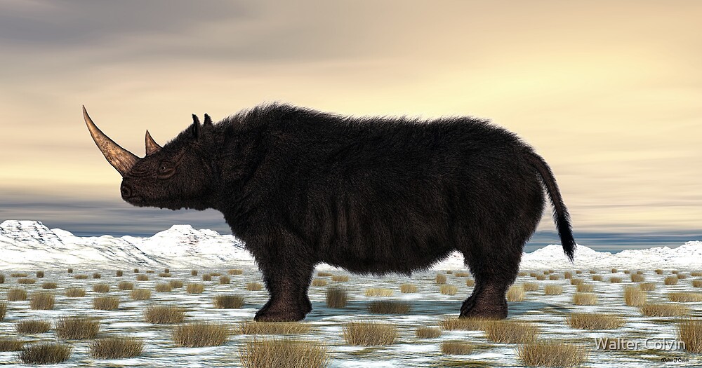 woolly rhinoceros