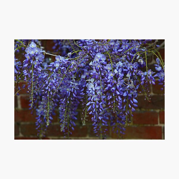 Wonderful Wisteria Photographic Print