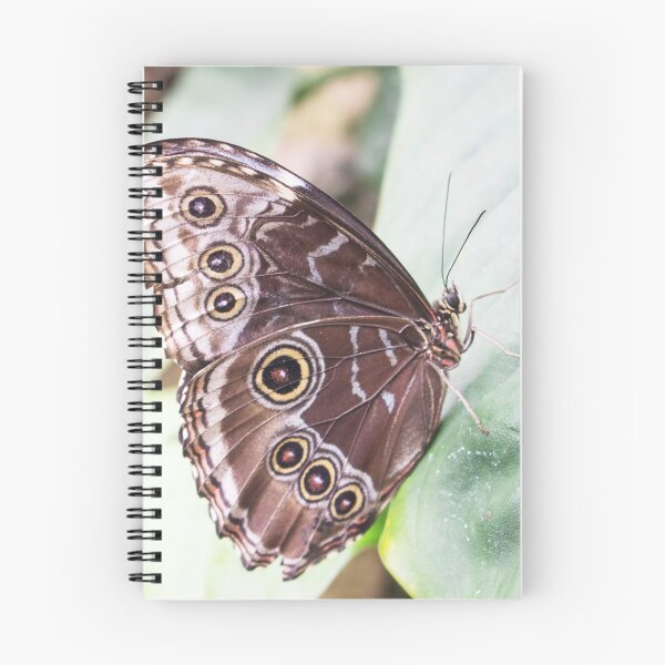 Item preview, Brown Butterfly designed and sold by ZophiaSolaris.