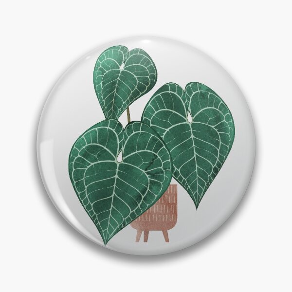 Item preview, Anthurium clarinervium (potted) designed and sold by Iker Paz Studio.