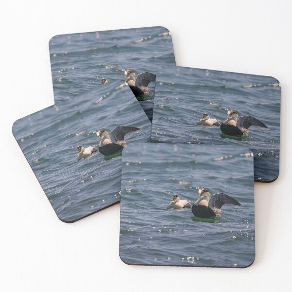 Item preview, Male Eider Duck Drying Off designed and sold by ManiacMoose.