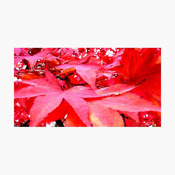 Item preview, Red Leaves Hereford designed and sold by Les Haines.