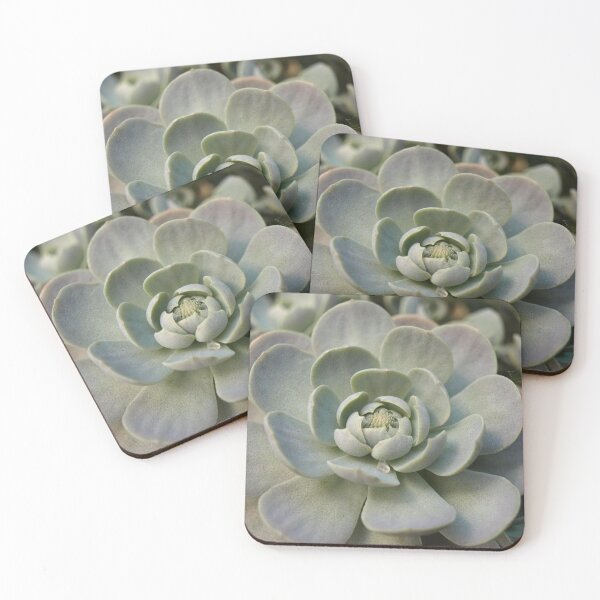 Item preview, Succulent designed and sold by kostolany244.