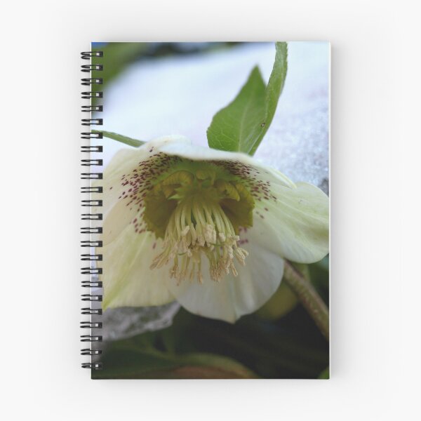 Item preview, Snowy flower designed and sold by kostolany244.