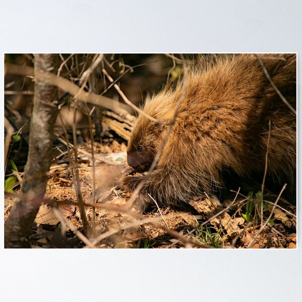 Cute Baby Porcupine Looking for Food Poster