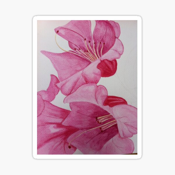 Pink Lilies Sticker