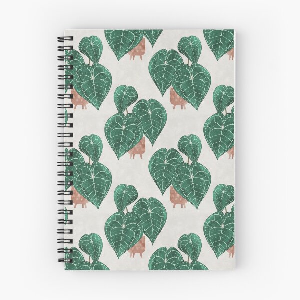 Item preview, Anthurium clarinervium (potted) designed and sold by Iker Paz Studio.