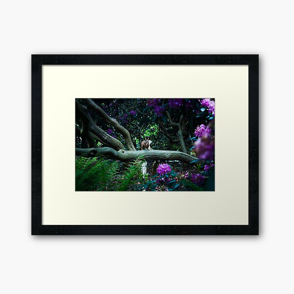 squirrel 005 Framed Art Print