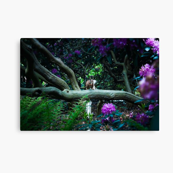 squirrel 005 Canvas Print