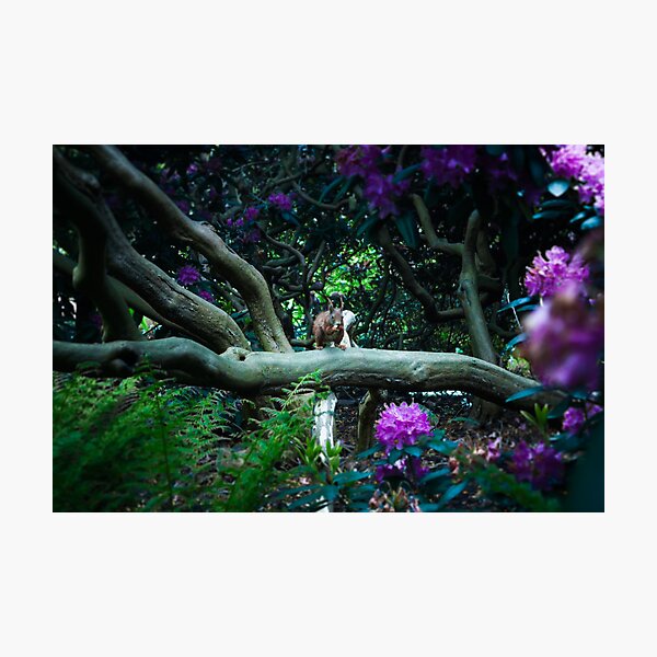 squirrel 005 Photographic Print