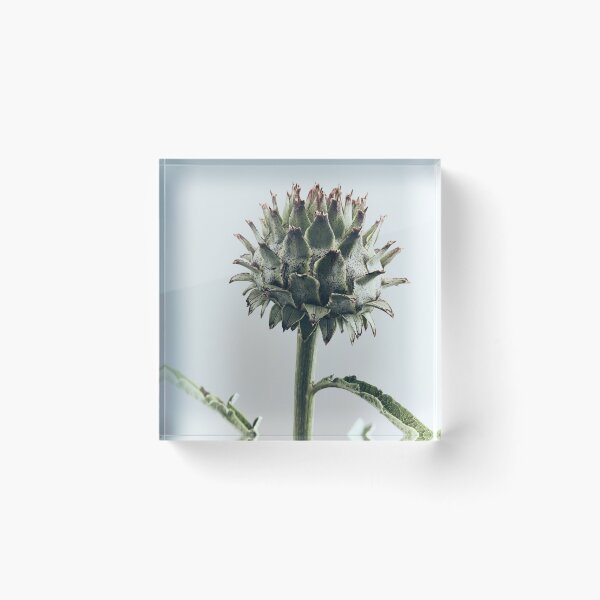 Item preview, vintage image of a Globe Artichoke designed and sold by Greg Morris.