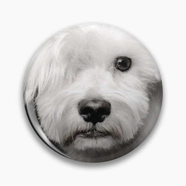 Item preview, cute white schnauzer dog on black background designed and sold by Nikoleta Vukovic.