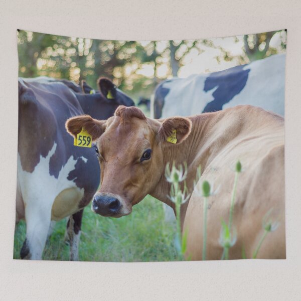 Item preview, Jersey Cow #559 designed and sold by KarenWoodArt.