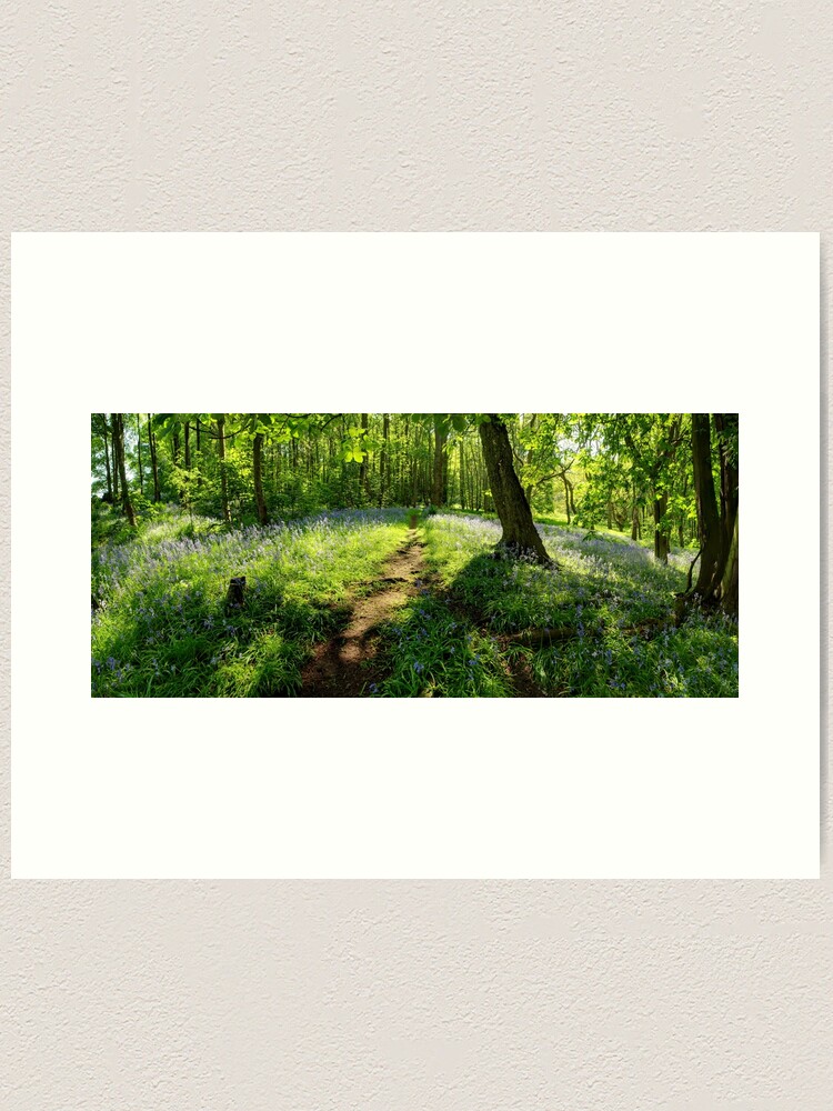 Thumbnail 1 of 3, Art Print, Bluebells in Spring Crag Wood designed and sold by sjbowen.