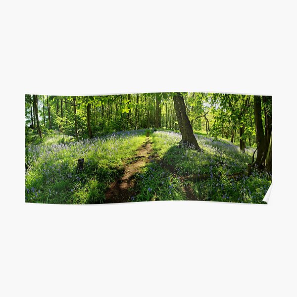 Bluebells in Spring Crag Wood Poster