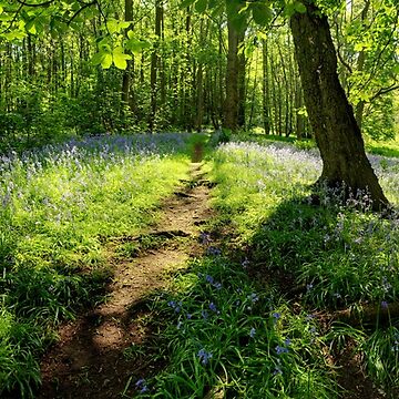 Artwork thumbnail, Bluebells in Spring Crag Wood by Simon Bowen