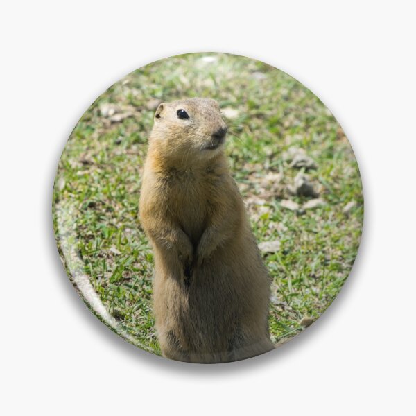Item preview, Richardson ground squirrel designed and sold by CanadianWild418.