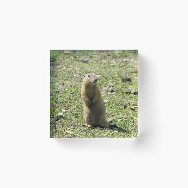 Item preview, Richardson ground squirrel designed and sold by CanadianWild418.