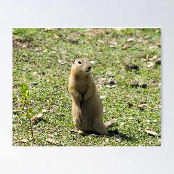 Item preview, Richardson ground squirrel designed and sold by CanadianWild418.