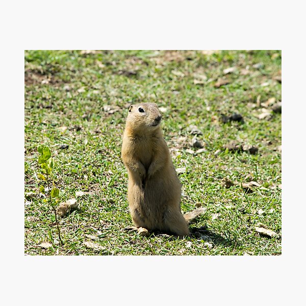 Item preview, Richardson ground squirrel designed and sold by CanadianWild418.