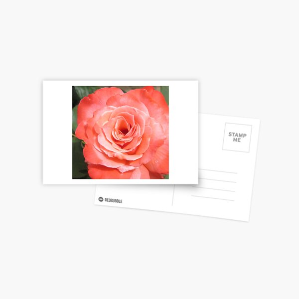 In my rose garden Postcard