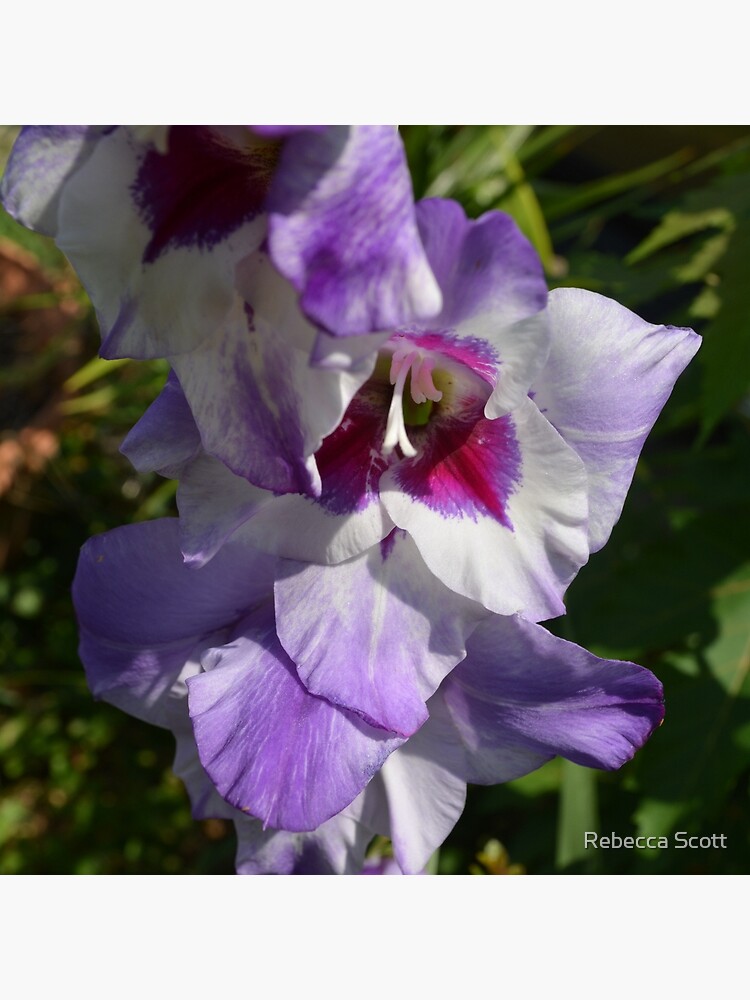 Bolso de tela «Purple Gladiolus» de BeccaAnneS99 |  Redbubble