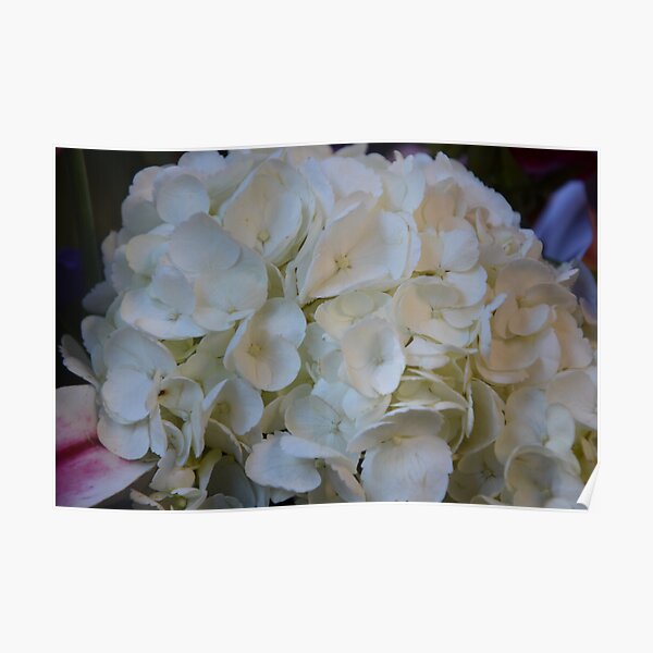 Hydrangea on my mind Poster