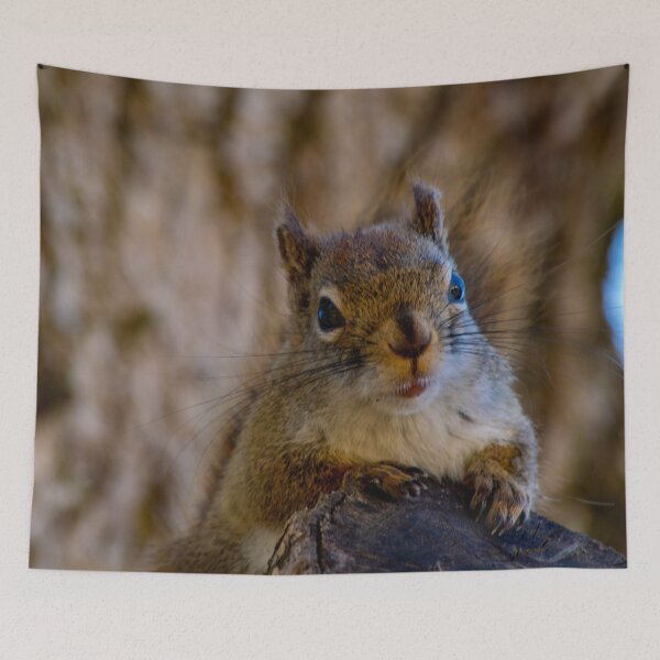 Item preview, Young Red Squirrel Patiently Waiting For Seed designed and sold by ManiacMoose.