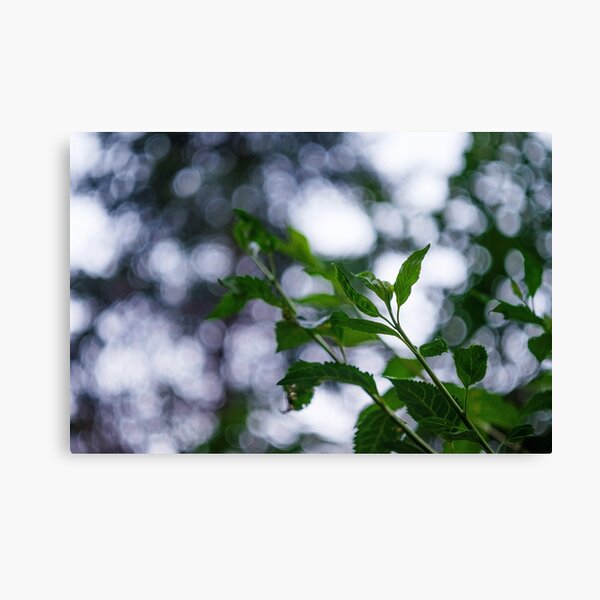 Item preview, Bokeh at Dusk designed and sold by Jacob Schouten.