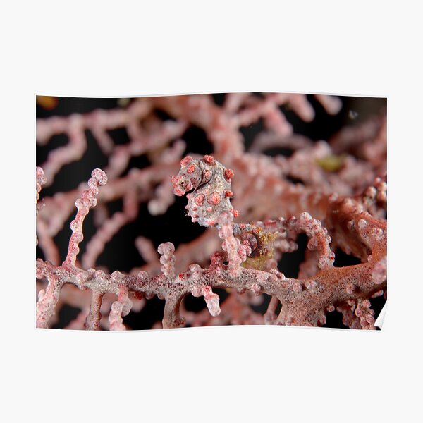 Pygmy seahorse - Hippocampus bargibanti Poster