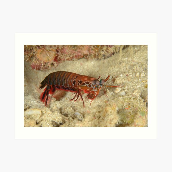 Peacock Mantis Shrimp - Odontodactylus scyllarus Art Print
