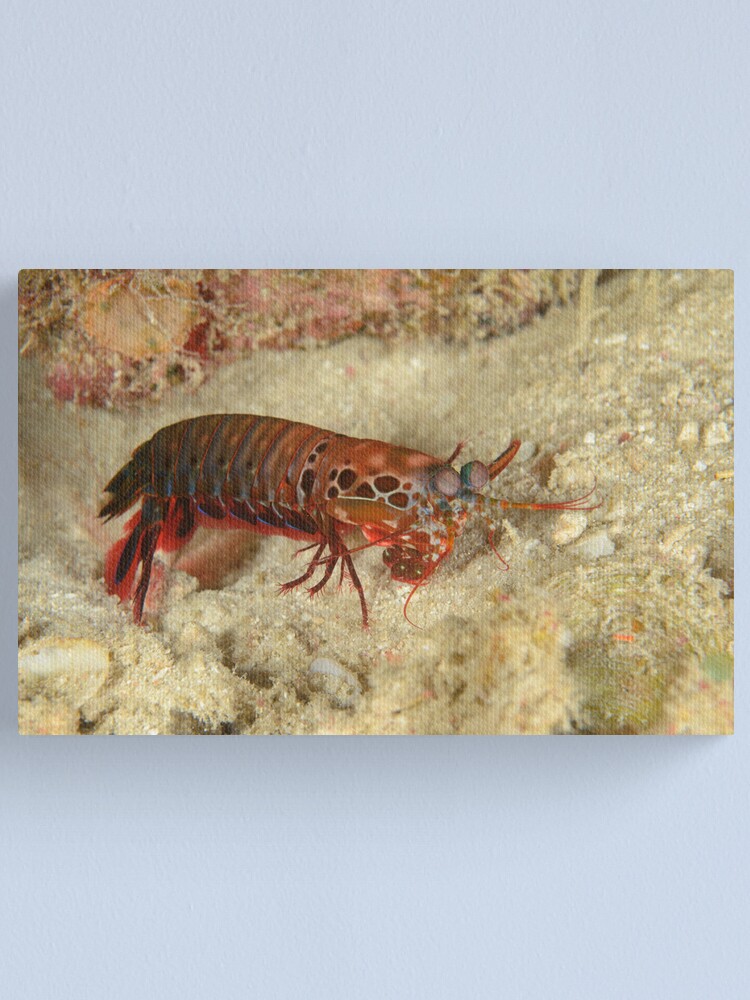 Alternate view of Peacock Mantis Shrimp - Odontodactylus scyllarus Canvas Print