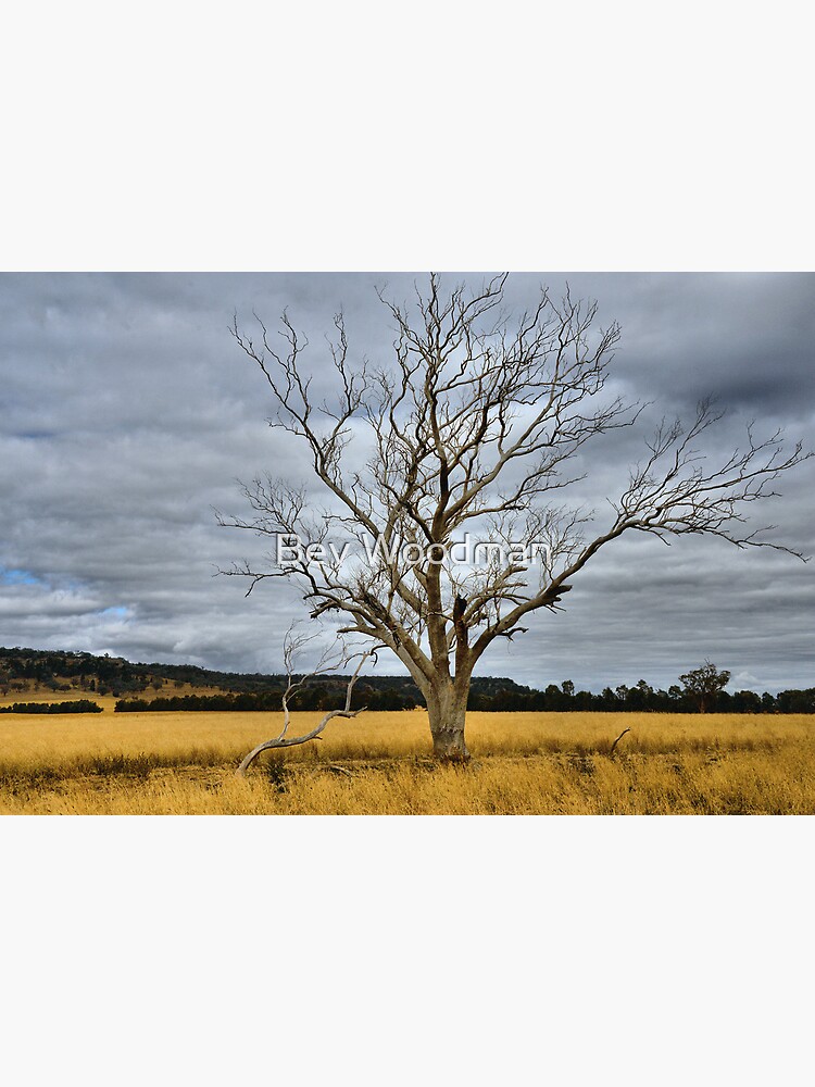 "Dried and Golden Leadville NSW Australia" Poster for Sale by BevW