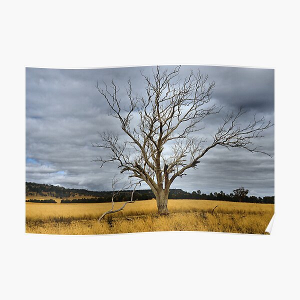 "Dried and Golden Leadville NSW Australia" Poster for Sale by BevW