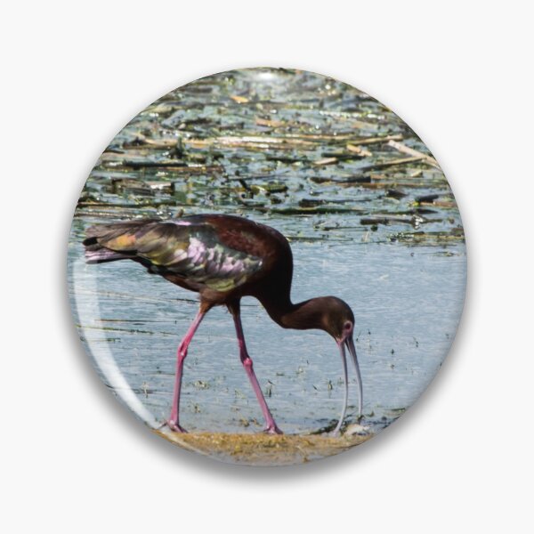 Item preview, White-faced Ibis designed and sold by CanadianWild418.