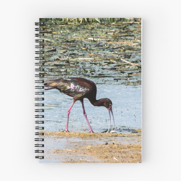 Item preview, White-faced Ibis designed and sold by CanadianWild418.