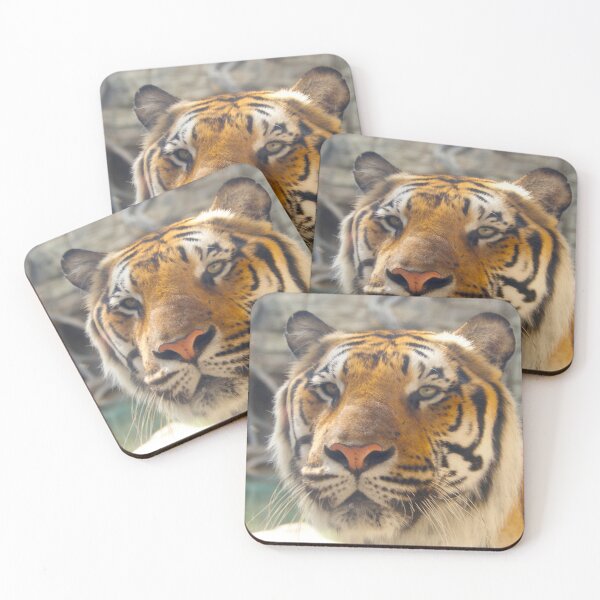 Item preview, Tiger at Busch Gardens, Tampa, FL designed and sold by Monika's Shop.