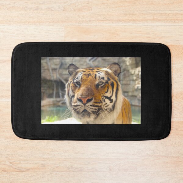 Item preview, Tiger at Busch Gardens, Tampa, FL designed and sold by Monika's Shop.