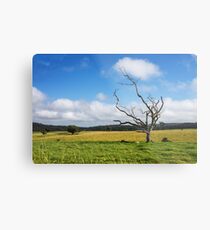 Evelyn, Queensland, Australia Metal Print