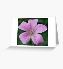 Pink geranium Greeting Card