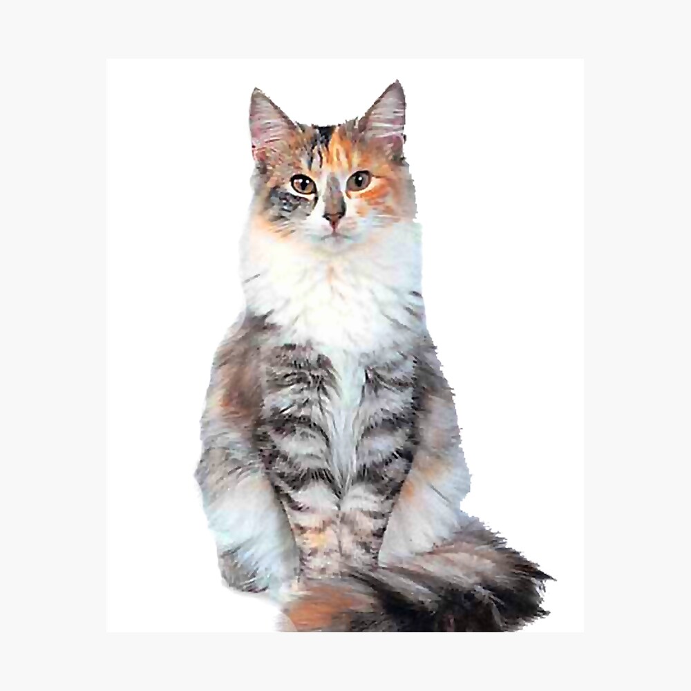 himalayan forest cat