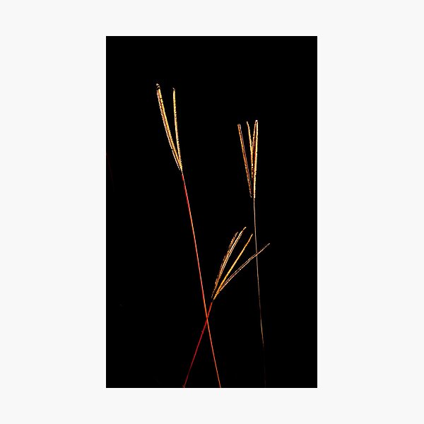 Item preview, Backlit Grass - Color designed and sold by ejlinkphoto.