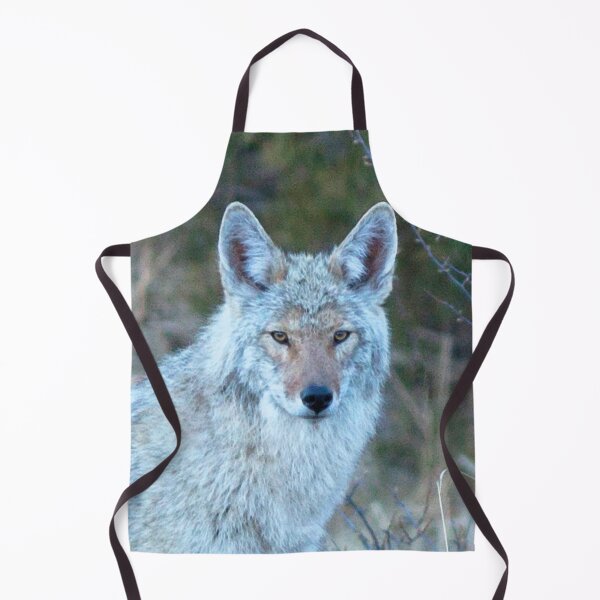 Watercolor Coyote 14, Estes Park, Colorado, Grey Light Lingering Apron