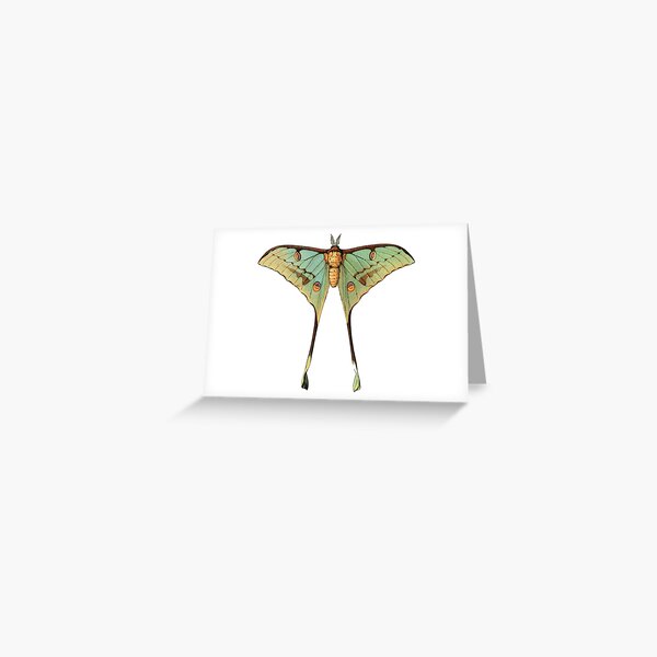 Item preview, argemme (luna moth) designed and sold by cottagefrog.