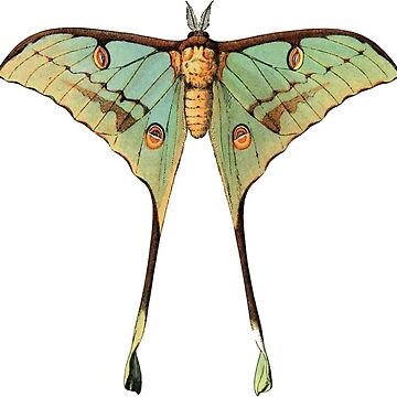 Luna moth sticker — ALPINE AYITA