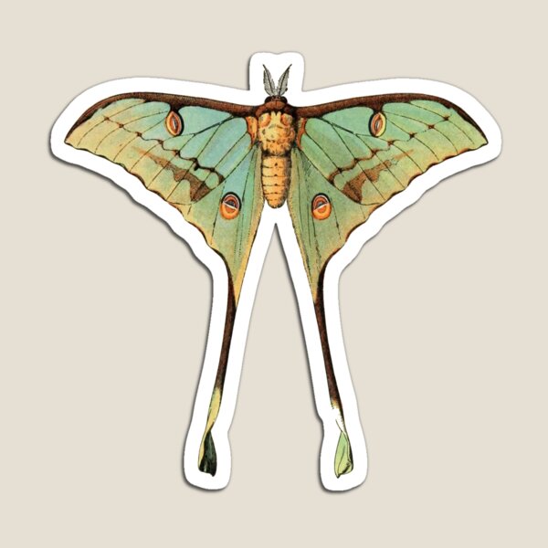 Item preview, argemme (luna moth) designed and sold by cottagefrog.