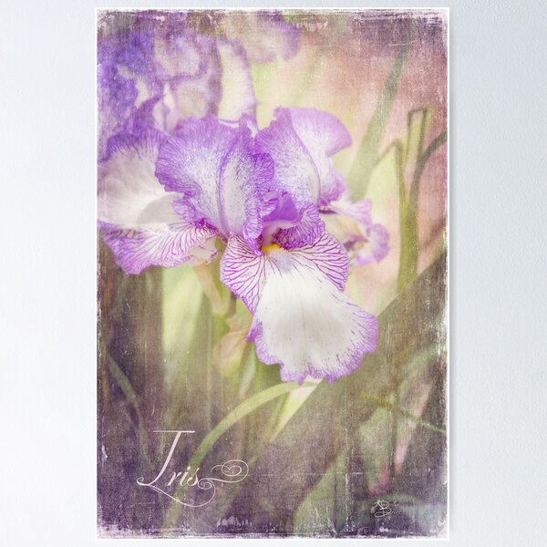 Item preview, Iris designed and sold by Kimberley Saros.